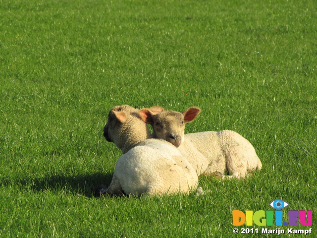 SX18046 Two lambs cuddled up